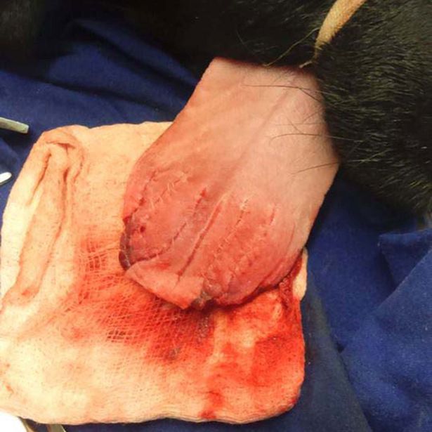 Dog's tongue sliced into EIGHT pieces after licking PAPER SHREDDER [PHOTOS] 2