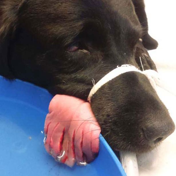 Dog's tongue sliced into EIGHT pieces after licking PAPER SHREDDER [PHOTOS] 3