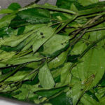 Anambra State Makes $5 million Dollars From Vegetable (Ugu & Bitterleaf) Exports To Europe 2