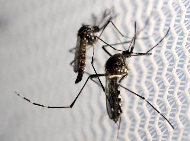 Three Cases Of Zika Virus Confirmed In Guinea-Bissau 3