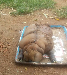 Goat Allegedly Slept with a Human and Gave Birth to a Monster (Photos) 4