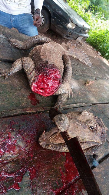 PHOTOS Of A Crocodile Caught And Killed In Imo State (Photos) 5