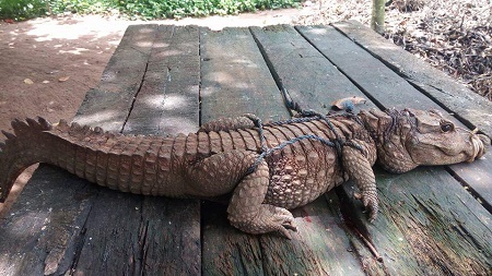 PHOTOS Of A Crocodile Caught And Killed In Imo State (Photos) 3
