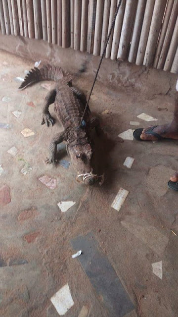PHOTOS Of A Crocodile Caught And Killed In Imo State (Photos) 2