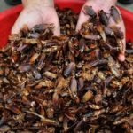 EAT cockroaches for protein – CNN report [PHOTOS] 15