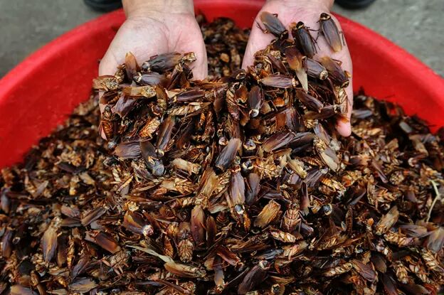 EAT cockroaches for protein – CNN report [PHOTOS] 2