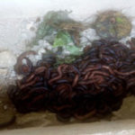 UNBELIEVABLE: Man Invokes Colony Of Millipedes At His Ex Wife's Home 16