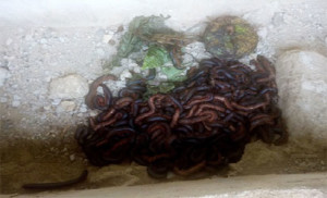 UNBELIEVABLE: Man Invokes Colony Of Millipedes At His Ex Wife's Home 4
