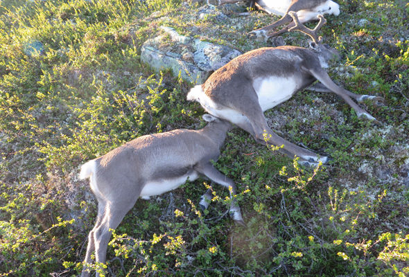 Over 300 deer killed by lightning strike in Norway [PHOTOS] 5