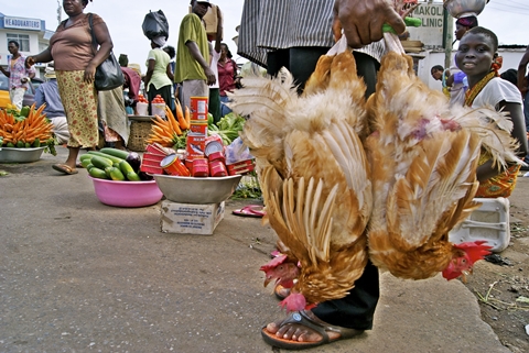 Man Sentenced To 5 Months In Prison For Stealing A Chicken In Abuja 1