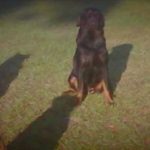 83-year-old Man on Wheelchair Eaten Alive by His Neighbour's Dogs...Read Shocking Details 7