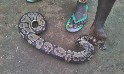 Man Narrates His Experience Seeing A Live Snake For The First Time [PHOTOS] 2
