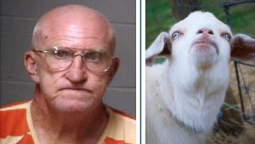 65-year-old Man Caught Having Sex With His Goat in Broad Daylight (Photo) 5