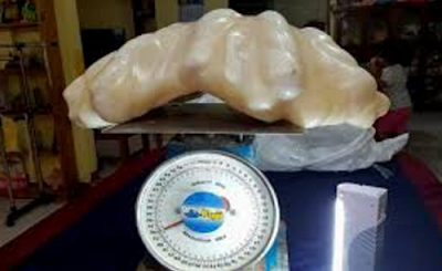 World's Biggest Pearl Was Found by a Fisherman Who Kept It As a Good Luck Charm For 10 Years 2