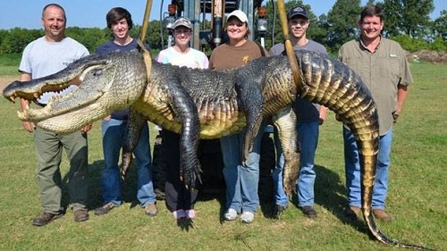 Checkout this massive Alligator Caught In America [PHOTOS] 1