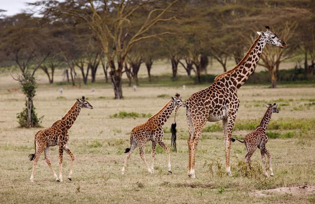Facebook Founder Mark Zuckerberg Explores Kenyan Wildlife [PHOTOS] 27