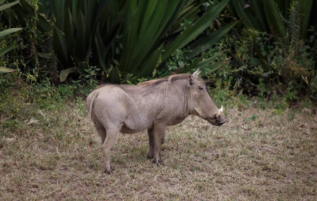 Facebook Founder Mark Zuckerberg Explores Kenyan Wildlife [PHOTOS] 21
