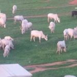 Fulani herdsmen turn Abuja national stadium into grazing area 14