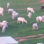 Fulani herdsmen turn Abuja national stadium into grazing area 3