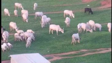 Fulani herdsmen turn Abuja national stadium into grazing area 4