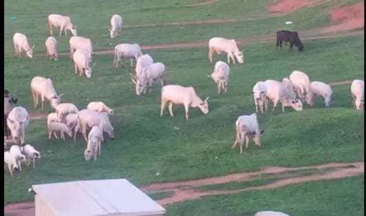 Fulani herdsmen turn Abuja national stadium into grazing area 1