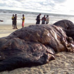 Checkout the carcass of a dead whale seen at a beach in Akwa Ibom state[PHOTOS] 2