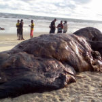 Checkout the carcass of a dead whale seen at a beach in Akwa Ibom state[PHOTOS] 10