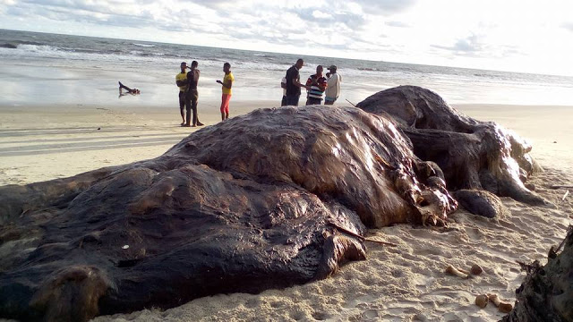 Checkout the carcass of a dead whale seen at a beach in Akwa Ibom state[PHOTOS] 1