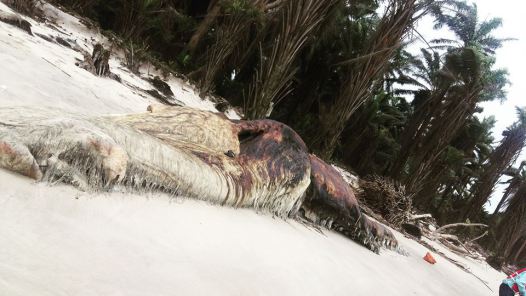 Checkout the carcass of a dead whale seen at a beach in Akwa Ibom state[PHOTOS] 2