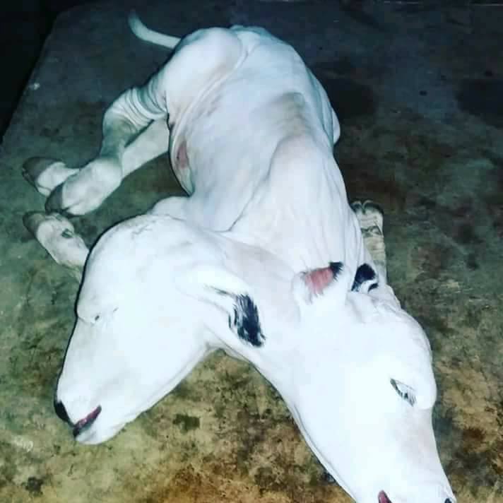 Two-Headed Cow Causes Panic Among Residents In Gombe - See Shocking Photos 6