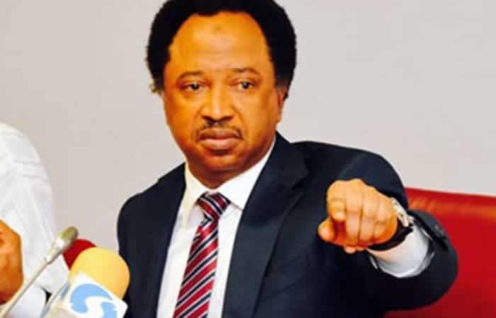 Attack On Buhari: The Children They Taught How To Hate Have Grown, Graduated With Distinction - Shehu Sani 11