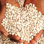 Please Parboil Your Beans Before Consumption, Market Traders Now Use Sniper To Preserve Beans - CPC Warns 10