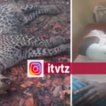 Tanzanian Man Kills Hostile Leopard Single-Handedly Without Using Any Weapon 11