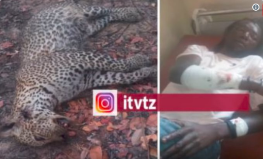 Tanzanian Man Kills Hostile Leopard Single-Handedly Without Using Any Weapon 2