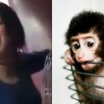 Woman Sentenced To Jail For “Sexually Harassing” A Monkey In Egypt - See Photos 14