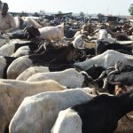 Zamfara State Government Orders Animal Sellers To Take Pictures With Their Animals 5
