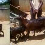 "I Asked For Its Consent First" – Man Arrested For Having Sex With A Goat Claims [Photos] 2