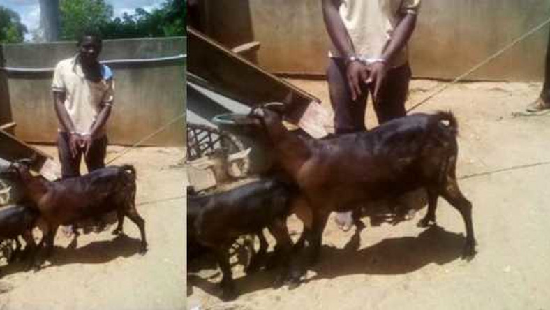 "I Asked For Its Consent First" – Man Arrested For Having Sex With A Goat Claims [Photos] 22