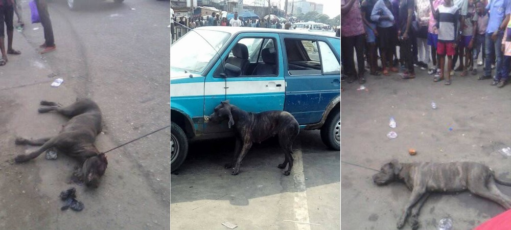 Man Allegedly Turns Into Dog After Alighting From His Car In Port Harcourt [Photos] 13