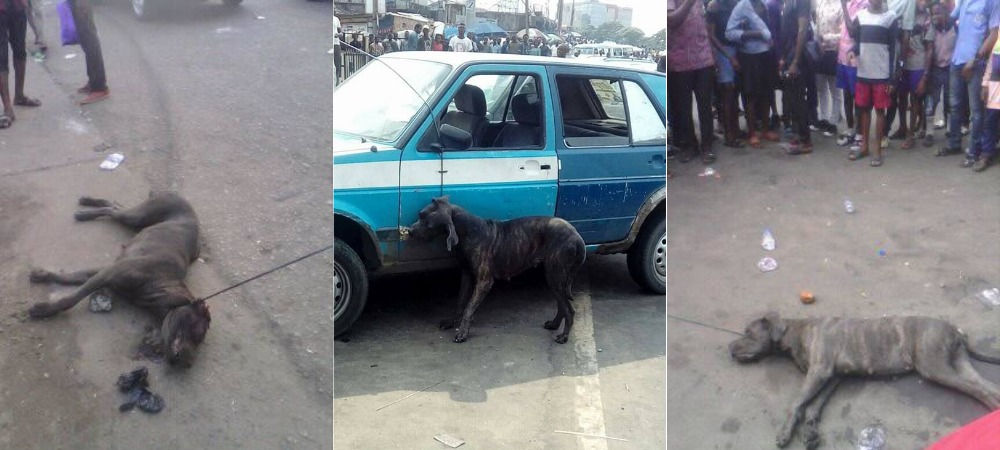 Man Allegedly Turns Into Dog After Alighting From His Car In Port Harcourt [Photos] 1