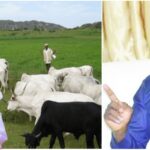 "You're Turning Nigeria To Cow Republic" - Ortom Slams Buhari Over Grazing Reserve