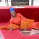 Angelique Kidjo Becomes First African Musician To Get Hollywood Star 5 Angelique Kidjo Makes History As First African Musician To Get Hollywood Star